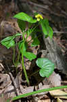 Downy yellow violet